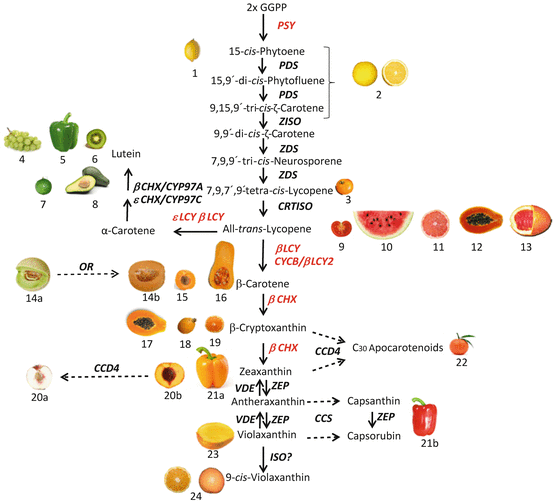 Regulation of Carotenoid Biosynthesis During Fruit Development
