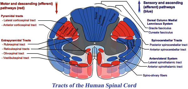 Diseases of the Spinal Cord | SpringerLink