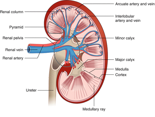 The Urinary System | SpringerLink