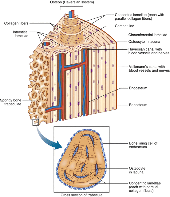 Bone Tissue | SpringerLink