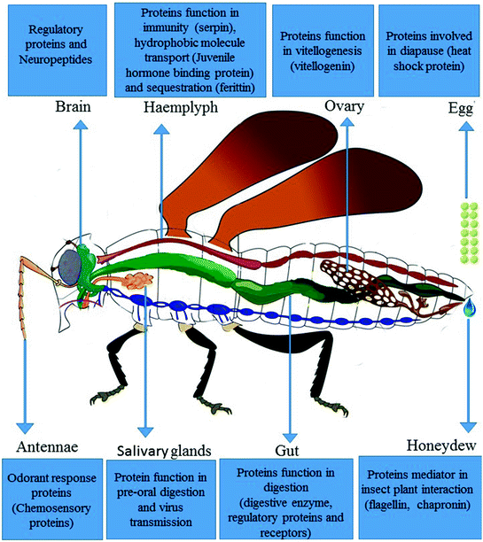 Insect Pest Proteomics and Its Potential Application in Pest Control ...