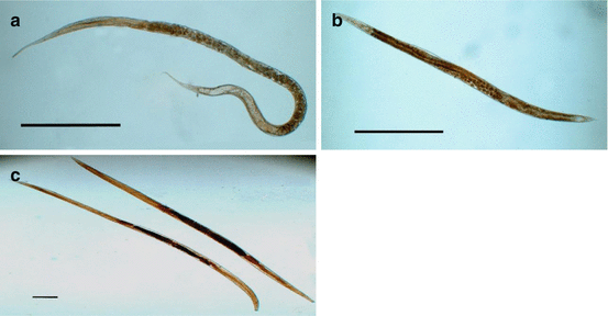 Nematodes Associated with Terrestrial Slugs | SpringerLink