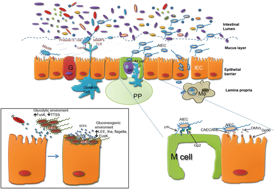 Homeostasis vs. Dysbiosis: Role of Commensal Escherichia coli in ...