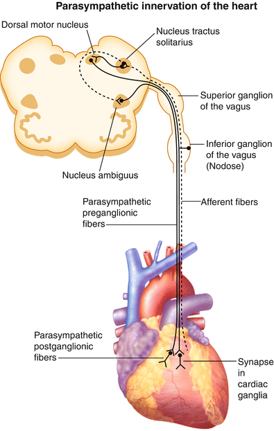 Neural Control of Cardiac Function in Health and Disease | SpringerLink