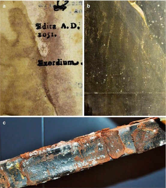 Biodeterioration SpringerLink