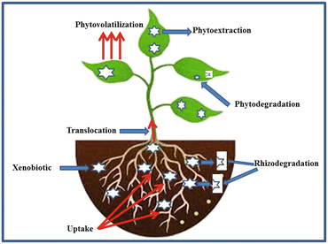 Soil Xenobiotics and Their Phyto-chemical Remediation | SpringerLink