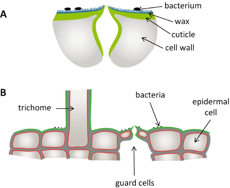Plant Cuticular Waxes Composition, Function, and Interactions with SpringerLink