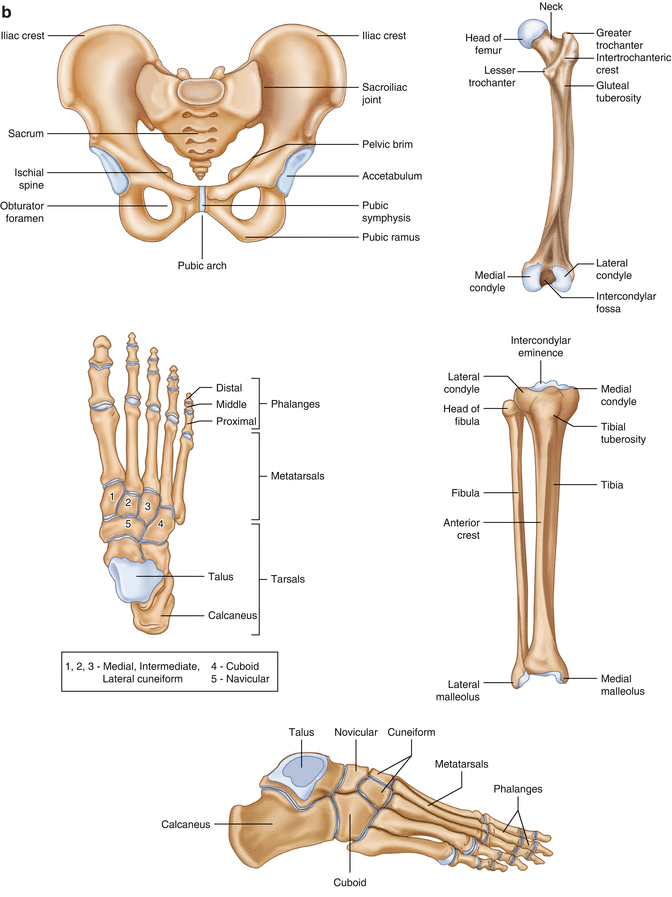 Long Bone Labeled Cengage / The Skeletal System An Overview A By Yash
