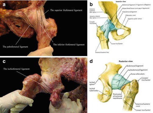 Femur Anatomy