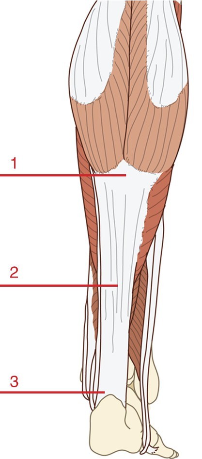 Osseous Stracture Human Body / Bone Tissue Regeneration Biology