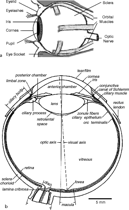 Anatomy of the Eye | SpringerLink
