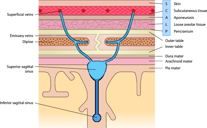 B1 Layers of the Scalp and Suturing | SpringerLink