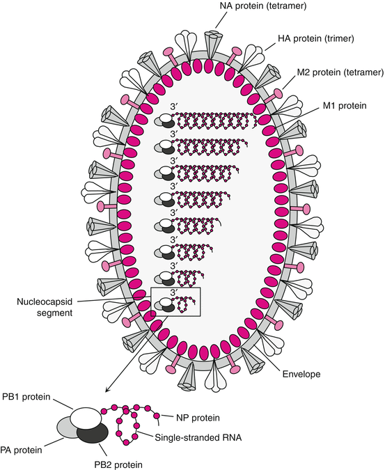 Viruses with SingleStranded, Segmented, NegativeSense RNA Genomes