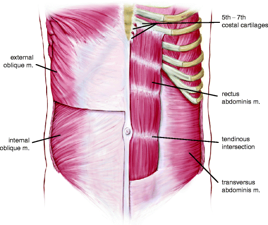Abdominal Anatomy Lateral - Lateral abdominal anatomy of male — Medical