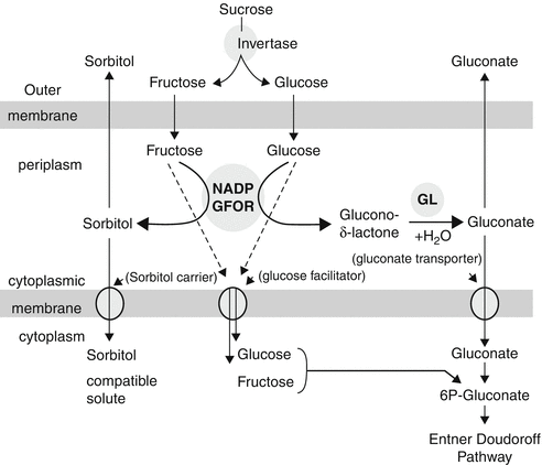 Organic Acid and Solvent Production: Acetic, Lactic, Gluconic, Succinic ...