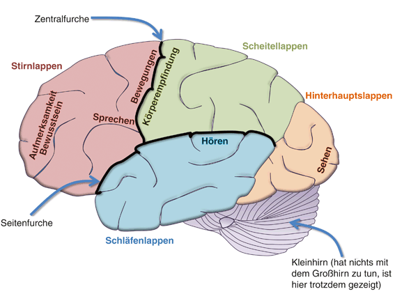 Das Gehirn | SpringerLink