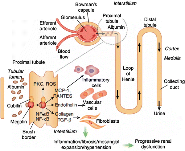 Diseases of Renal Microcirculation: Diabetic Nephropathy | SpringerLink