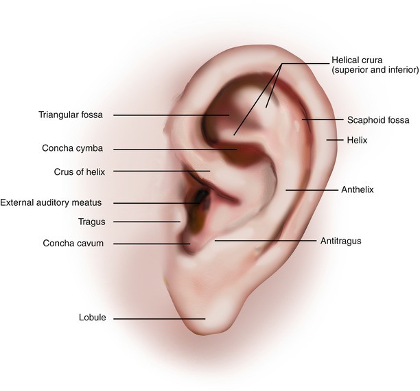 Auricle 226039-Auriclean plantavet
