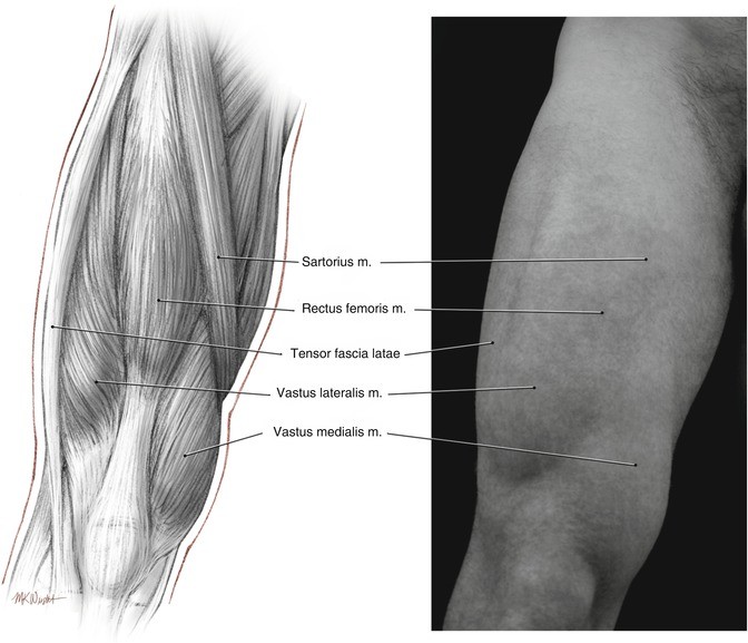 Muscular and Surface Anatomy | SpringerLink