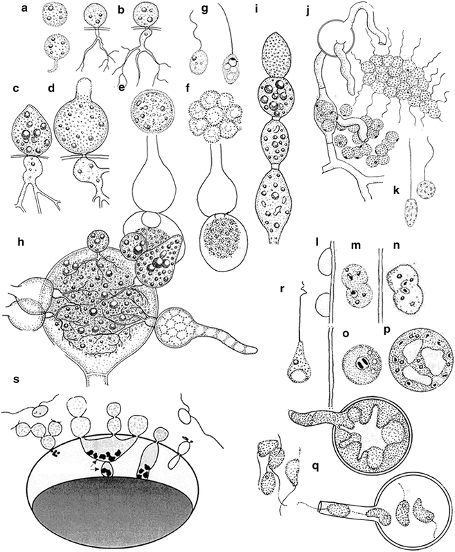 3 Systematics of the Straminipila: Labyrinthulomycota ...