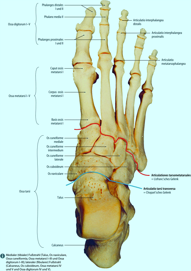Diagnostik und Therapie – allgemein | SpringerLink