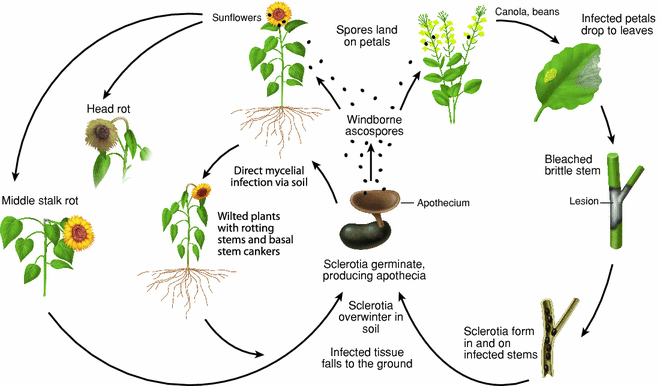 Genomics of Sclerotinia sclerotiorum | SpringerLink