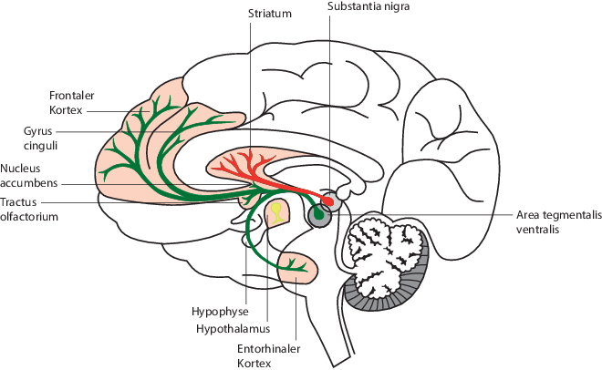 Grundlagen der Neuro-/Psychopharmakologie | SpringerLink