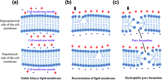 Electroporation for Single-Cell Analysis | SpringerLink