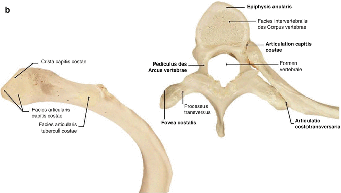 Surgical Anatomy of the Chest Wall | SpringerLink