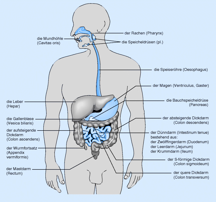 Innere Organe Des Menschen Rückansicht