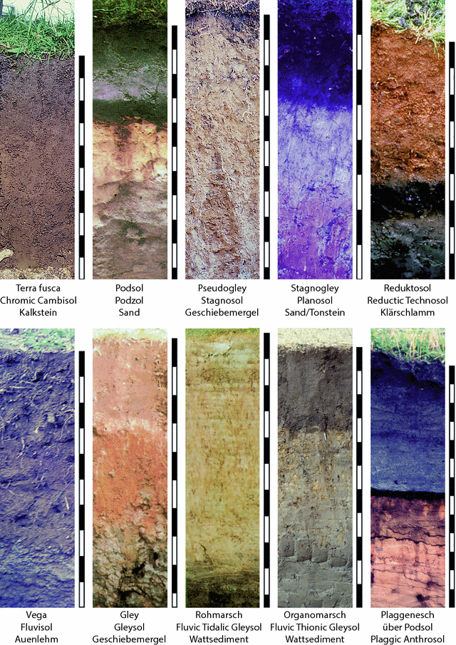 Bodenentwicklung Und Bodensystematik | SpringerLink