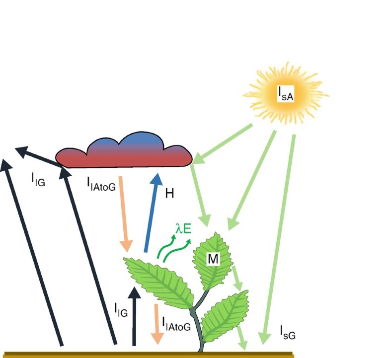 Thermal Balance of Plants and Plant Communities SpringerLink