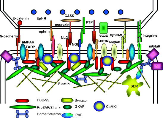 protein scaffold organ protein scaffold organ
