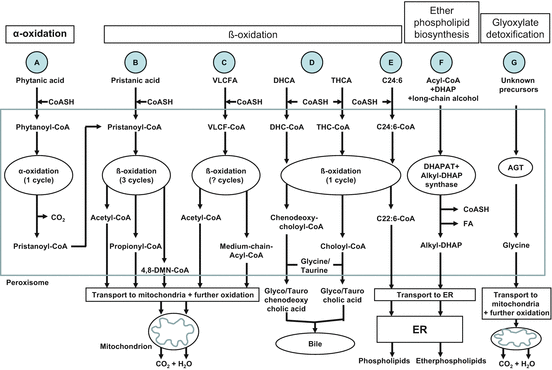 Peroxisomes in Humans: Metabolic Functions; Cross Talk with Other