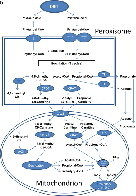 Peroxisomes in Humans: Metabolic Functions; Cross Talk with Other