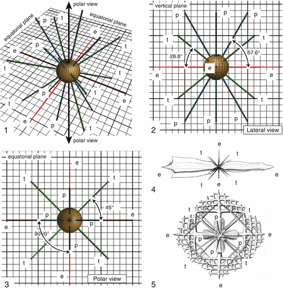 Biology and Ecology of Radiolaria | SpringerLink