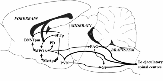 Anatomy and Physiology of Ejaculation | SpringerLink