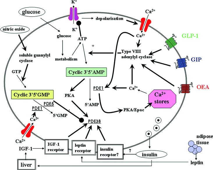 role of cyclic amp in signal transduction role of cyclic amp in signal transduction