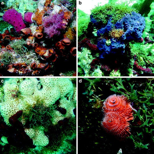 Coral Reef Algae SpringerLink