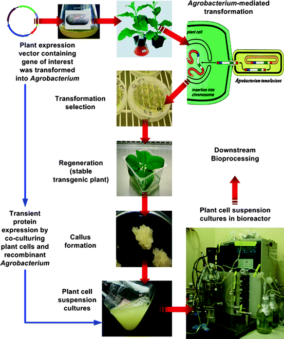 Molecular Farming Using BioreactorBased Plant Cell Suspension Cultures