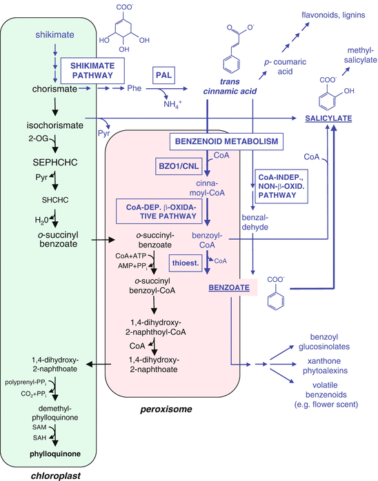 Biosynthesis of Vitamin K1 (Phylloquinone) by Plant Peroxisomes and Its
