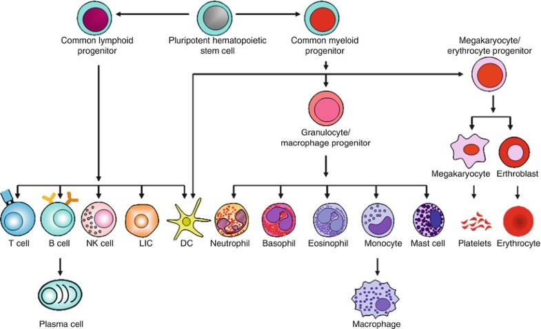 Components of the Immune System | SpringerLink