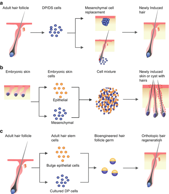 Functional Hair Follicle Regeneration SpringerLink