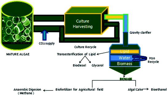 Microalgae Based Biofuel: Challenges And Opportunities | SpringerLink