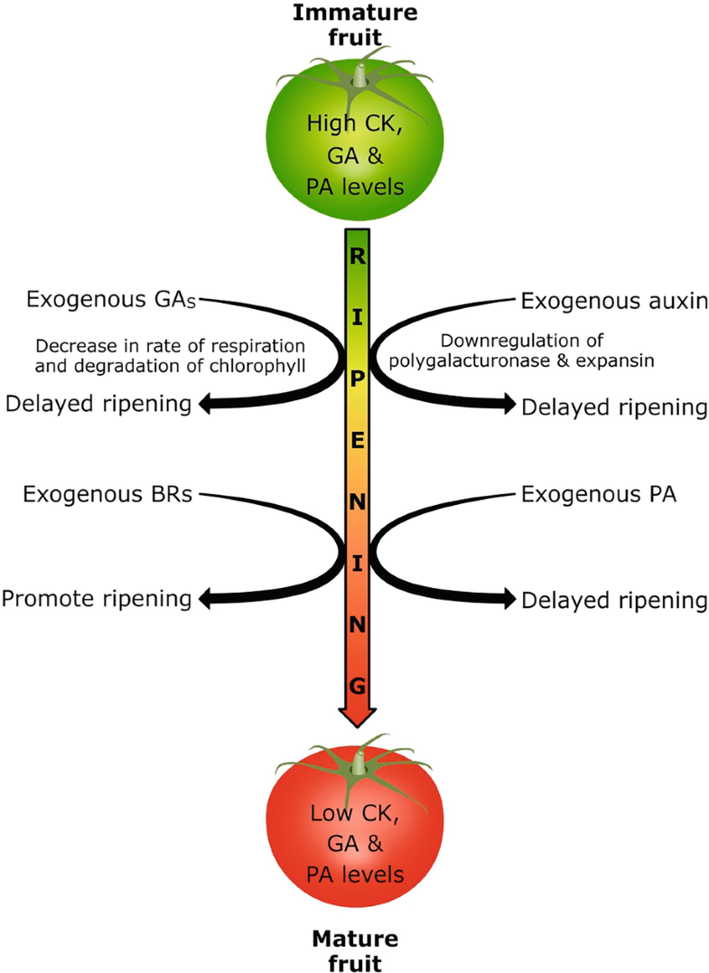 Fruit Development and Ripening SpringerLink