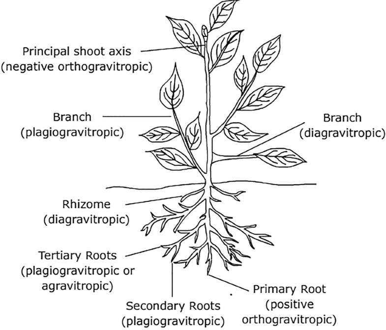 Plant Movements SpringerLink