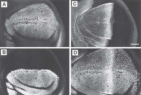 An Introduction to Confocal Imaging | SpringerLink