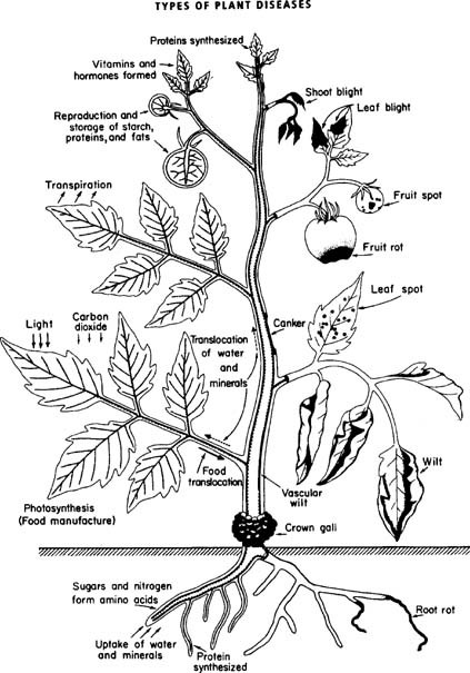 Transmission Of Plant Diseases By Insects Springerlink