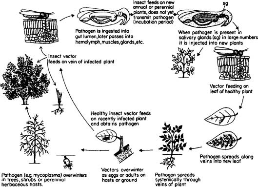 Transmission Of Plant Diseases By Insects Springerlink