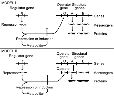 Biomolecular Network Structure And Function Springerlink